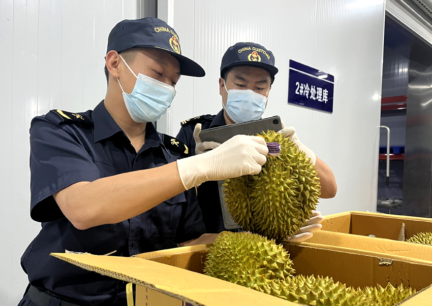 磨憨鐵路口岸綜合性指定監管場地水果查驗區內，海關關員正在查驗進口榴蓮。勐臘海關供圖